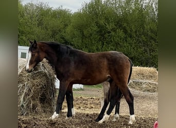 German Riding Pony, Stallion, 1 year, 14,2 hh, Brown