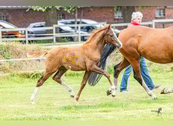 German Riding Pony, Stallion, 1 year, 14,2 hh, Chestnut-Red