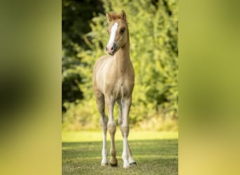 German Riding Pony, Stallion, 1 year, 14,2 hh, Chestnut-Red