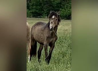 German Riding Pony, Stallion, 1 year, 14,2 hh