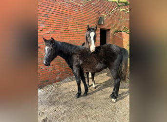 German Riding Pony, Stallion, 1 year, 15.1 hh, Black