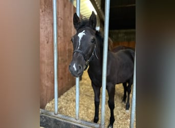 German Riding Pony, Stallion, 1 year, 15.1 hh, Black