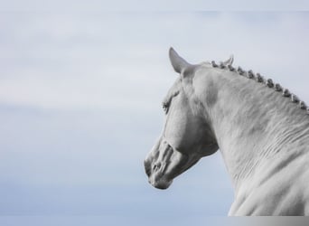 German Riding Pony, Stallion, 1 year, 15.1 hh, Buckskin