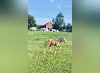 German Riding Pony, Stallion, 1 year, 15.1 hh, Buckskin
