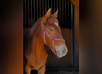 German Riding Pony, Stallion, 1 year, 15.2 hh, Chestnut-Red