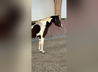 German Riding Pony, Stallion, 1 year, 15 hh, Pinto