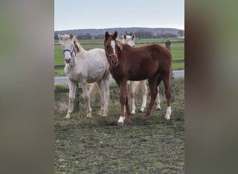 German Riding Pony, Stallion, 1 year, 15,1 hh, Chestnut