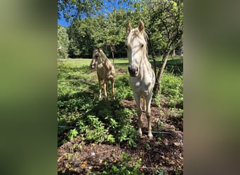 German Riding Pony, Stallion, 1 year, 15,1 hh, Palomino