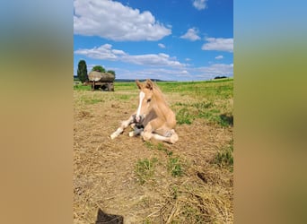 German Riding Pony, Stallion, 1 year, 15,1 hh, Palomino