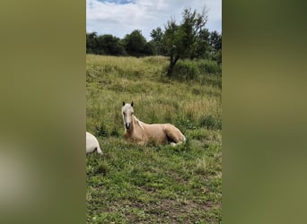 German Riding Pony, Stallion, 1 year, 15,1 hh, Palomino