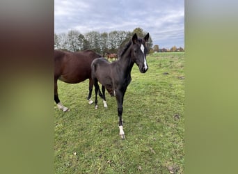 German Riding Pony Mix, Stallion, 1 year, 15,2 hh, Black