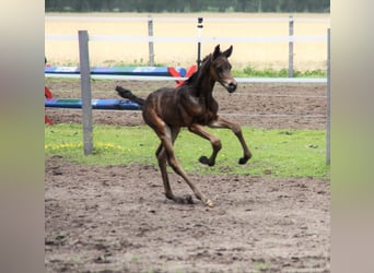 German Riding Pony, Stallion, 1 year, Bay-Dark