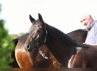 German Riding Pony, Stallion, 1 year, Bay-Dark