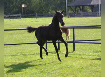 German Riding Pony, Stallion, 1 year, Bay-Dark