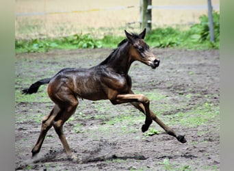 German Riding Pony, Stallion, 1 year, Bay-Dark