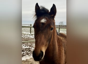 German Riding Pony, Stallion, 1 year, Bay-Dark