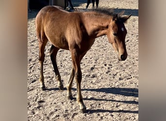 German Riding Pony, Stallion, 1 year, Bay-Dark