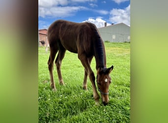 German Riding Pony, Stallion, 1 year, Bay-Dark