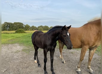 German Riding Pony Mix, Stallion, 1 year, Black