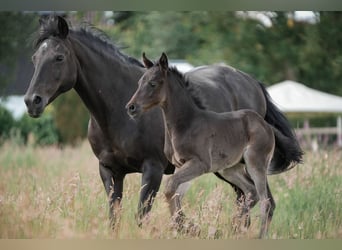 German Riding Pony, Stallion, 1 year, Black