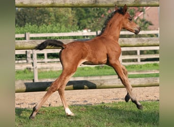 German Riding Pony, Stallion, 1 year, Brown
