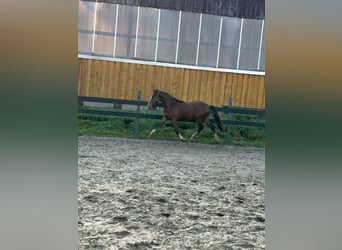 German Riding Pony, Stallion, 1 year, Brown