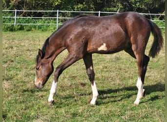 German Riding Pony, Stallion, 1 year, Brown