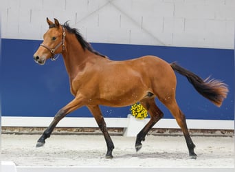 German Riding Pony, Stallion, 1 year, Brown