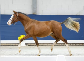 German Riding Pony, Stallion, 1 year, Brown