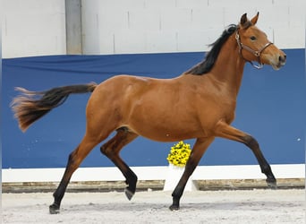 German Riding Pony, Stallion, 1 year, Brown
