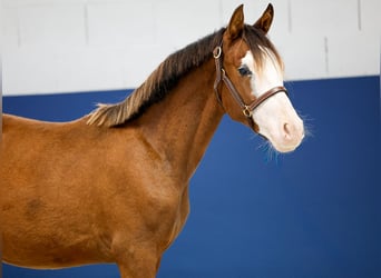 German Riding Pony, Stallion, 1 year, Brown