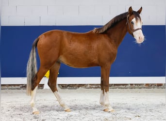German Riding Pony, Stallion, 1 year, Brown