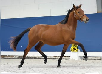 German Riding Pony, Stallion, 1 year, Brown