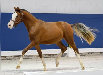German Riding Pony, Stallion, 1 year, Brown