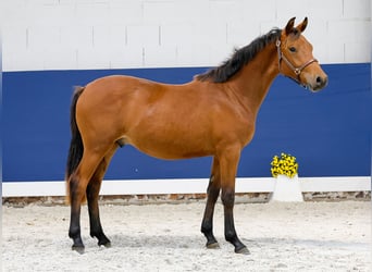 German Riding Pony, Stallion, 1 year, Brown
