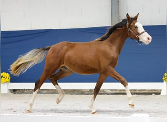 German Riding Pony, Stallion, 1 year, Brown