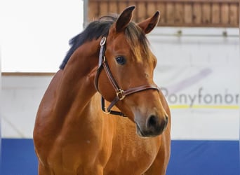 German Riding Pony, Stallion, 1 year, Brown