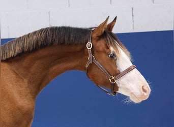 German Riding Pony, Stallion, 1 year, Brown