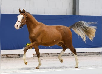 German Riding Pony, Stallion, 1 year, Brown