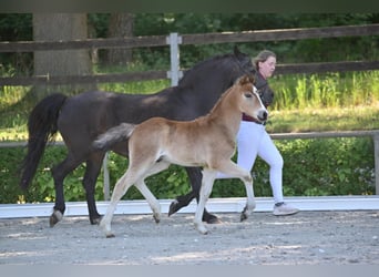 German Riding Pony, Stallion, 1 year, Brown