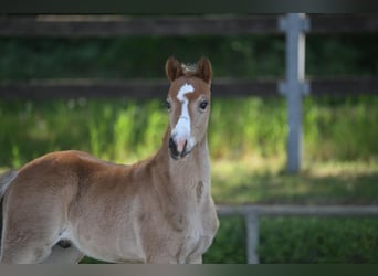 German Riding Pony, Stallion, 1 year, Brown