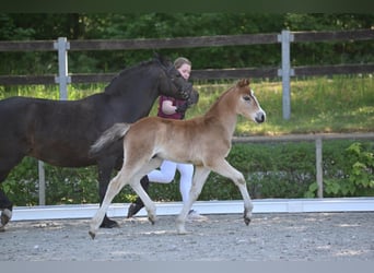 German Riding Pony, Stallion, 1 year, Brown