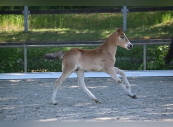 German Riding Pony, Stallion, 1 year, Brown