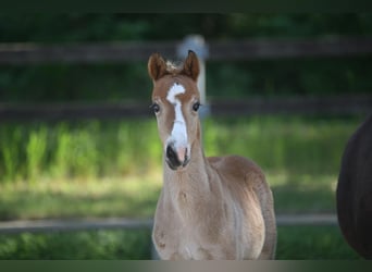 German Riding Pony, Stallion, 1 year, Brown