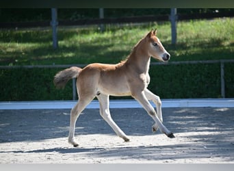 German Riding Pony, Stallion, 1 year, Brown
