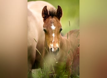 German Riding Pony, Stallion, 1 year, Brown
