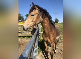 German Riding Pony, Stallion, 1 year, Buckskin
