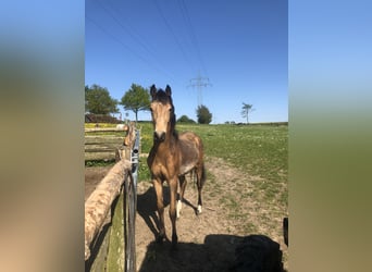 German Riding Pony, Stallion, 1 year, Buckskin