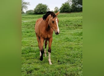 German Riding Pony, Stallion, 1 year, Buckskin