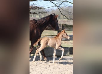 German Riding Pony, Stallion, 1 year, Chestnut